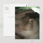 Macaque Postcard Postkarte (Vorne/Hinten)