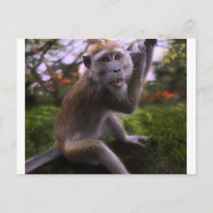 Macaque Postkarte