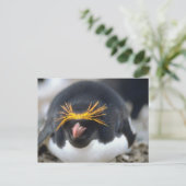 Macaroni Penguin Flop Postkarte (Stehend Vorderseite)
