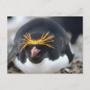 Macaroni Penguin Flop Postkarte
