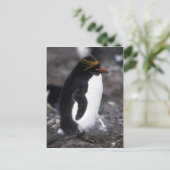 Macaroni Penguin Stehend Erect Postkarte (Stehend Vorderseite)