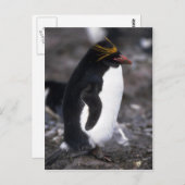 Macaroni Penguin Stehend Erect Postkarte (Vorne/Hinten)