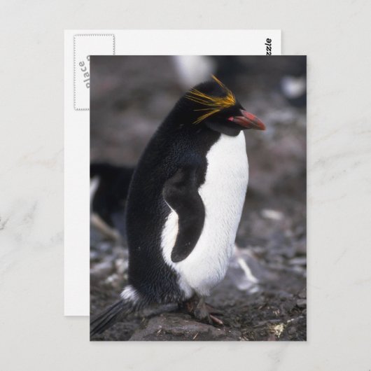 Macaroni Penguin Stehend Erect Postkarte (Vorne/Hinten)