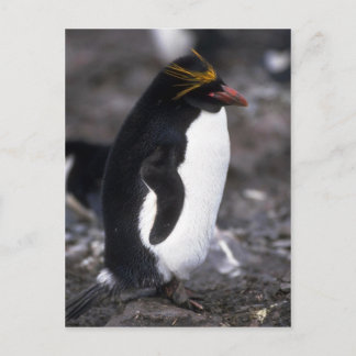 Macaroni Penguin Stehend Erect Postkarte