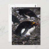 Macaroni-Pinguin auf Eiern Postkarte (Vorne/Hinten)