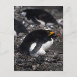 Macaroni-Pinguin auf Eiern Postkarte