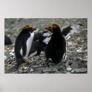 Macaroni Pinguin - Pair At Nest Poster