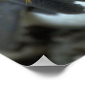 Macaroni Pinguin sitzend auf Eiern Poster (Ecke)