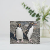 Macaroni Pinguine Postcard Postkarte (Stehend Vorderseite)