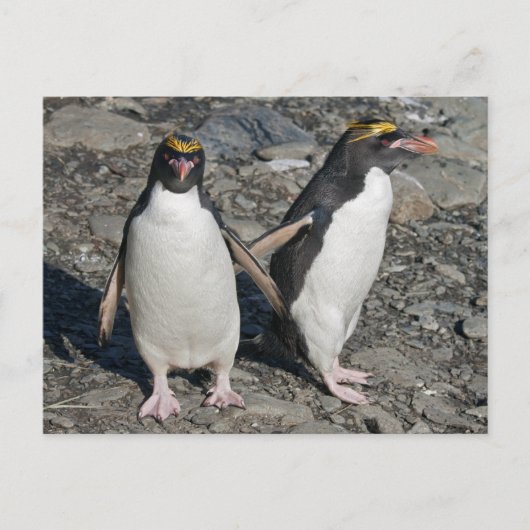 Macaroni Pinguine Postcard Postkarte (Vorderseite)