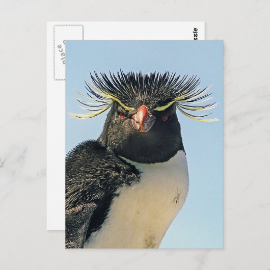 Macaroni Pinguine Postkarte (Vorne/Hinten)