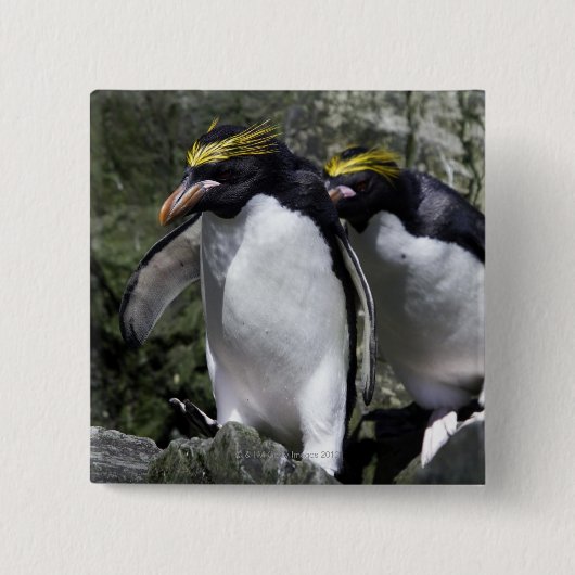 Macaroni Pinguine, Südgeorgien Button (Vorderseite)