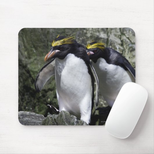 Macaroni Pinguine, Südgeorgien Mousepad (Mit Mouse)