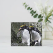 Macaroni Pinguine, Südgeorgien Postkarte (Stehend Vorderseite)