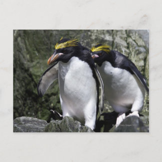 Macaroni Pinguine, Südgeorgien Postkarte