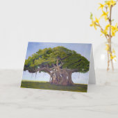 MacArthurs Bantambaum - Karte mit Geschichte des (Gelbe Blume)