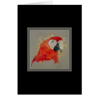 Macaw