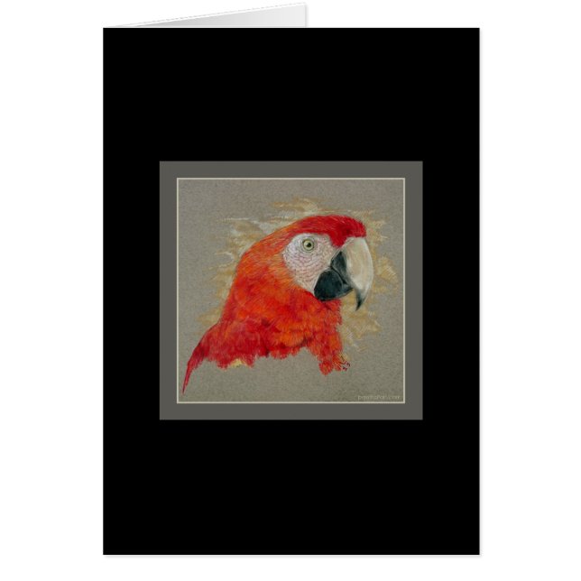 Macaw (Vorne)