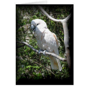 Macaw