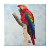 Macaw Beauty Fliese (Vorderseite)
