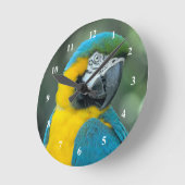 Macaw Blue and Yellow Photo Runde Wanduhr (Winkel)