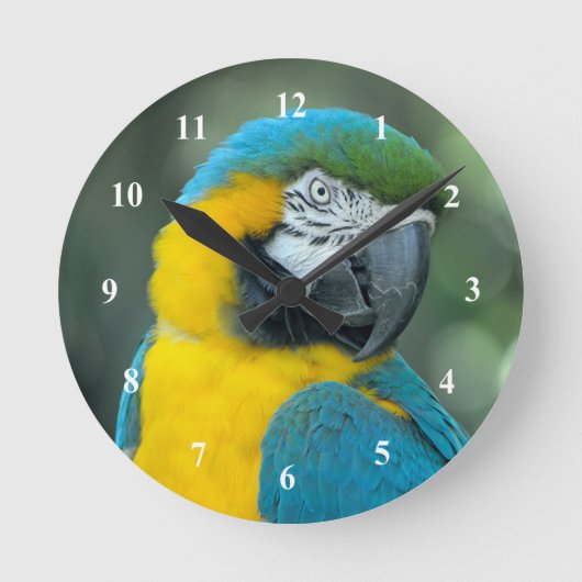 Macaw Blue and Yellow Photo Runde Wanduhr (Vorderseite)