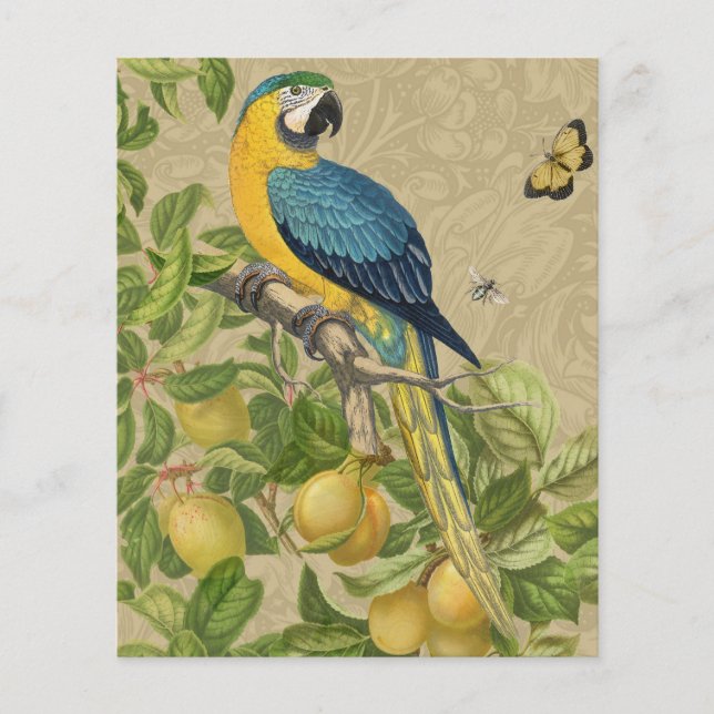 Macaw Blue Yellow Tropical Dschungel Antique (Vorderseite)