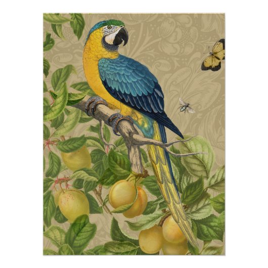 Macaw Blue Yellow Tropical Dschungel Antique Poster (Vorderseite)