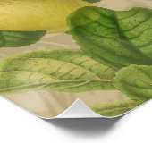 Macaw Blue Yellow Tropical Dschungel Antique Poster (Ecke)