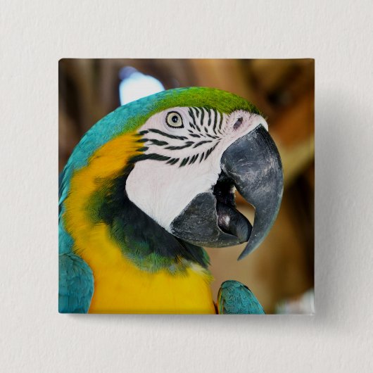 Macaw Button (Vorderseite)