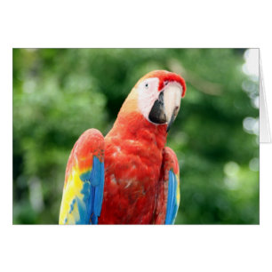 Macaw copán