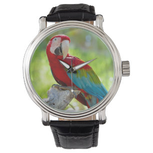 Macaw, der auf Niederlassung sitzt Armbanduhr