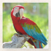 Macaw, der auf Niederlassung sitzt Glasuntersetzer (Vorderseite)