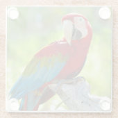 Macaw, der auf Niederlassung sitzt Glasuntersetzer (Rückseite)