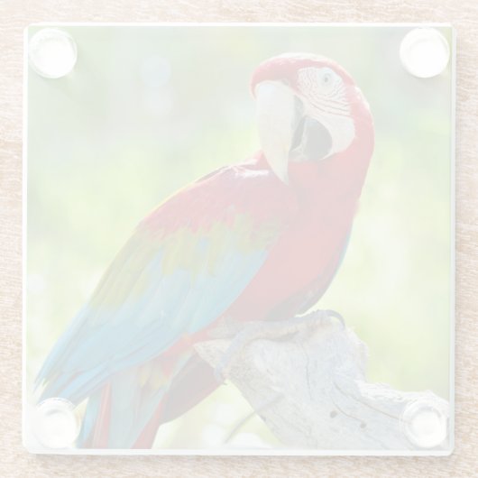 Macaw, der auf Niederlassung sitzt Glasuntersetzer (Rückseite)