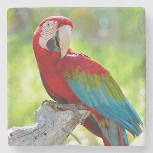 Macaw, der auf Niederlassung sitzt Steinuntersetzer (Vorderseite)