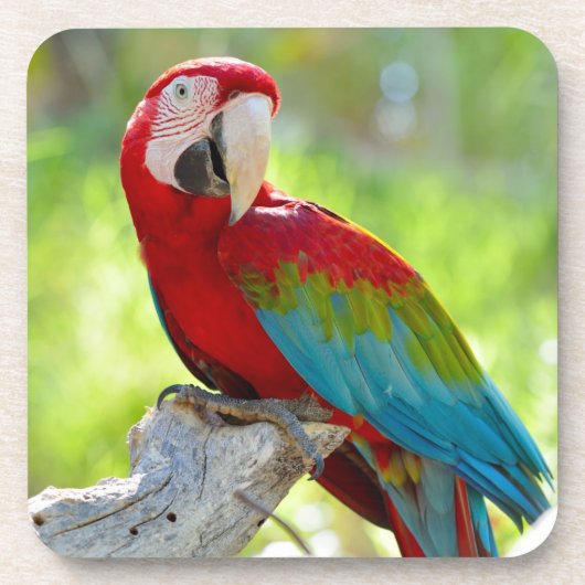 Macaw, der auf Niederlassung sitzt Untersetzer (Vorderseite)