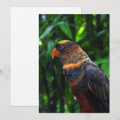 Macaw Feiertagskarte (Vorne/Hinten)