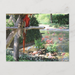 Macaw & Flamingos Postkarte