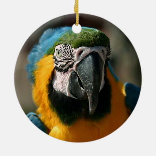 Macaw Keramik Ornament (Hinten)