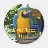 Macaw Magnet (Vorne)