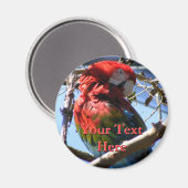 Macaw Magnet (Vorderseite/Rückseite)