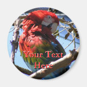 Macaw Magnet (Vorne)