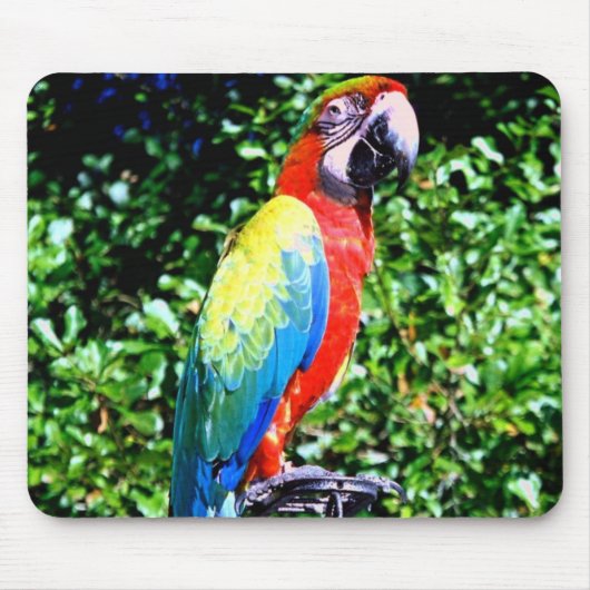 Macaw Mousepad (Vorne)