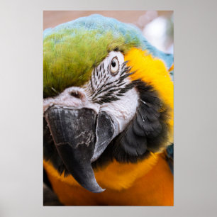 Macaw Nahaufnahme Poster