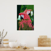 Macaw Papageien abstraktes Plakat (Küche)
