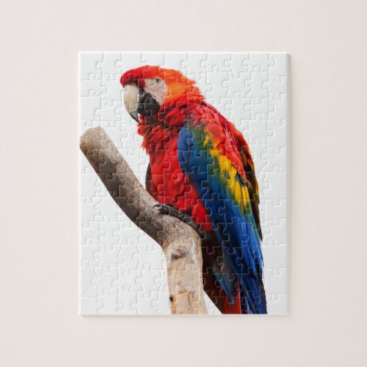 Macaw-Papageien-Puzzlespiel Puzzle (Vertikal)