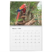 Macaw Parrot Blue Gold Scarlet Hyacinth 2026 Bird Kalender (Feb 2026)