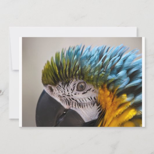 Macaw Parrot - Einladung (Vorderseite)