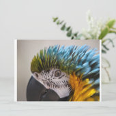 Macaw Parrot - Einladung (Stehend Vorderseite)